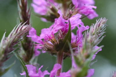 blutweiderich_N12320.jpg