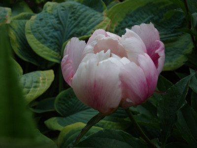 k-DSC07355.JPG