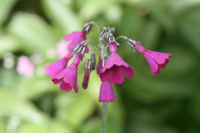 Primula_secundiflora.JPG