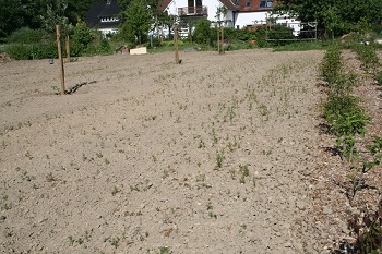 verunkrautet.I.jpg