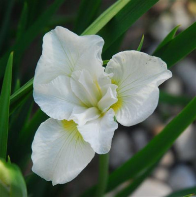C7634a_Small.jpg