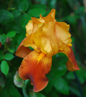 C7654a_Medium.jpg