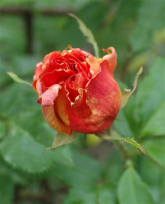 C7659a_Small.jpg