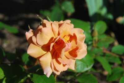 C7640_Small.JPG