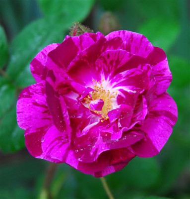 C7653a_Small.jpg