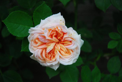 C7655_Small.JPG