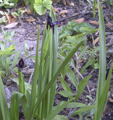 Roscoea_scillifoliaRimg0687.JPG