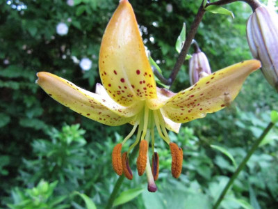 Lilium_monadelphum_130617.jpg