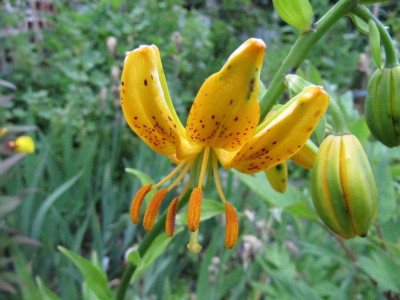 Lilium_hansonii_130617.jpg