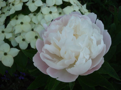 k-DSC07403.JPG
