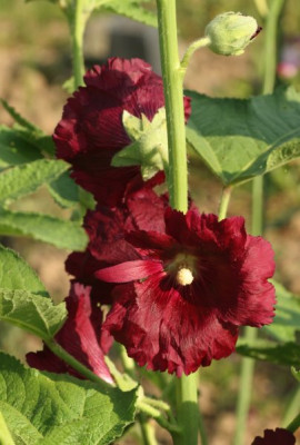 alcea_rosea_dunkelrot_2150.jpg