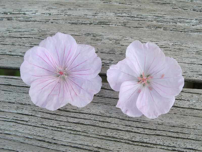 Geranium_18.6.13_ue.jpg
