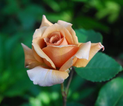 C7693a_Small.jpg