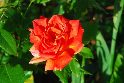 C7676_Small.JPG