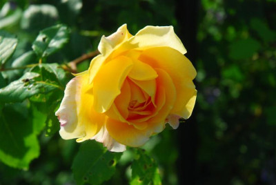 C7677_Small.JPG