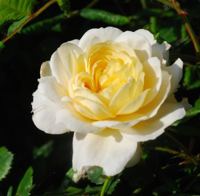 C7690a_Small.jpg