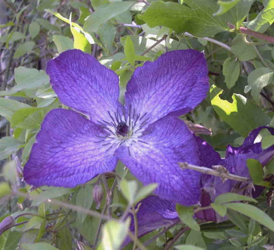 Clematis_viticella_Venosa_ViolaceaRimg0663.JPG