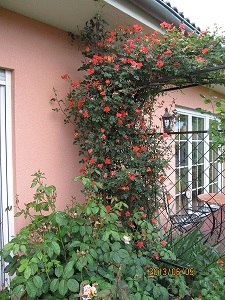 IMG_2437_small.jpg