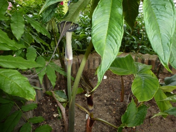 P1000336.JPG