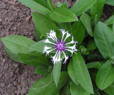 Centaurea_montana_kl.jpg