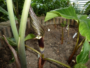 P1000337.JPG