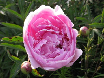 Lady_Alexandra_Duff_pur.jpg