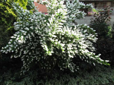 Deutzia_130618.jpg