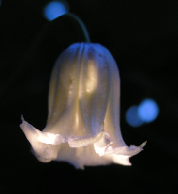 Clematis_Kaiu.jpg