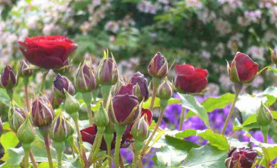 Rose-Lavaglut.3-1.jpg