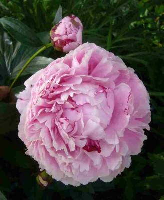 Paenie-rosa.13-1.jpg