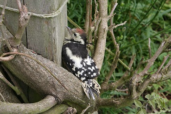 Jungvogel_004.verkl.jpg