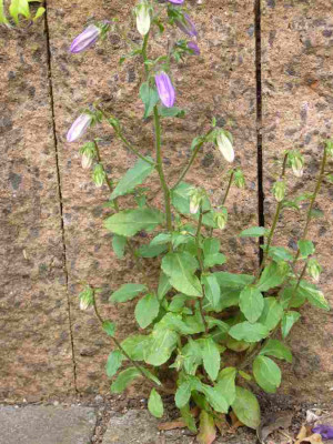 Campanula_longistyla.13-1.jpg