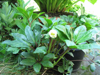Helleborus_niger_im_Juni_2013.jpg