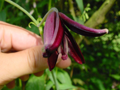 Lilium_atropurpureum_27_jun.jpg