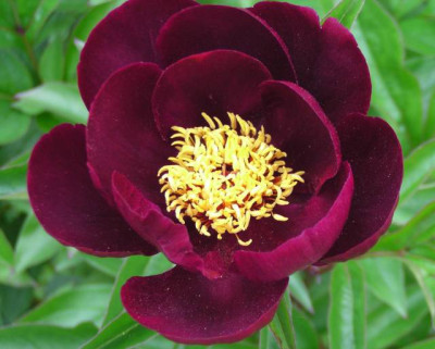 Paeonia_005_kl.jpg