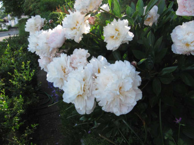 Unbekannte_lactiflora.jpg