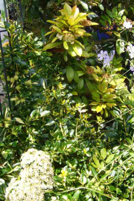 Euonymus_for._Interbolwi_Blondy.13-1.jpg