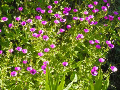 Geranium_psil._Sumela.jpg