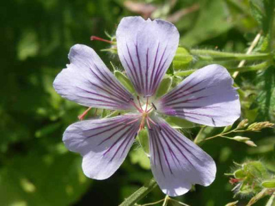 Geranium_iber._Ushguli_Grey.jpg