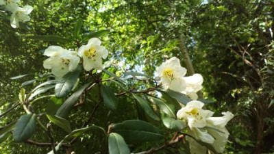 2013-06-17-2393R._liliiflorum_Guiz_163.jpg