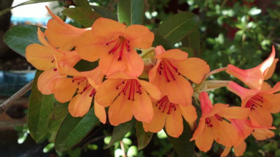2013-06-17-2394R._javanicum_Sands_74.jpg