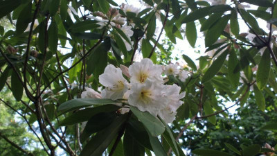 2013-06-19-2408R.fortunei_ssp.discolor_Bohlje.jpg