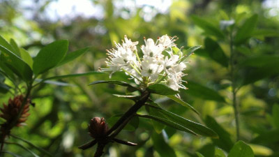 2013-06-19-2407_R._micranthum.jpg