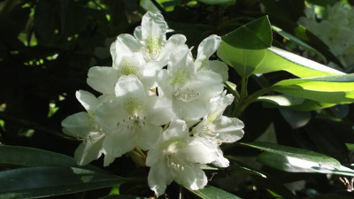2013-06-19-2414R._maximum_grafted_Bohlje.jpg