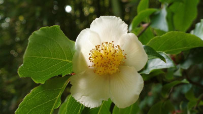 2013-06-19-2411Stewartia_rostrata.jpg