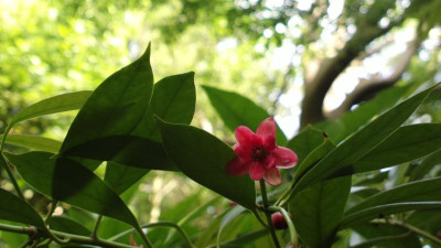 2013-06-19-2413Illicium_henryi.jpg