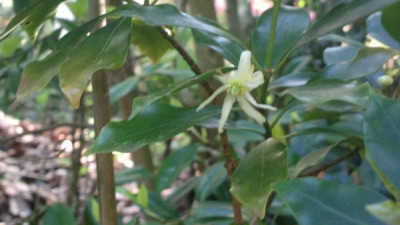 2013-06-04-1694Illicium_anisatum.jpg
