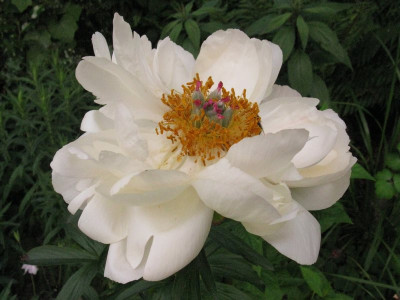 Coral_Charm_4_pur.jpg