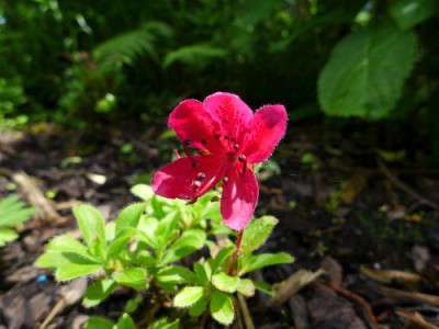 Rhododendron_camtschaticum_fars_2013.jpg