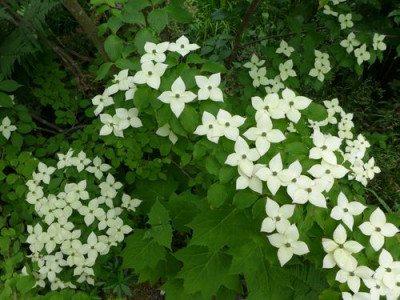 Cornus_kousa_Wietings_Select_fars_2013.jpg